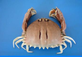 calappa bilineata from Malaysia.bmp